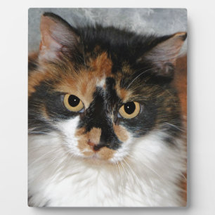 MeMeow Fotoplatte