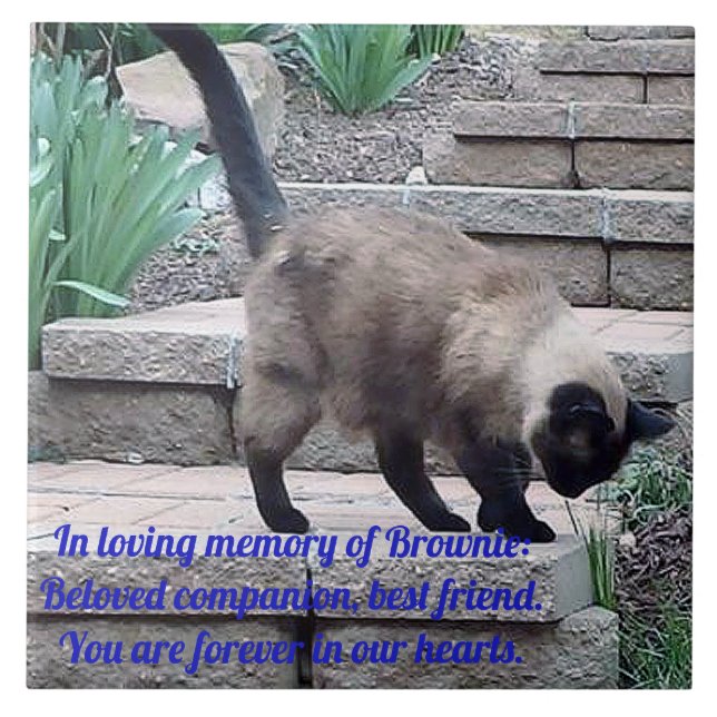 Memorial Tile, Siegel Point Cat Fliese (Vorderseite)