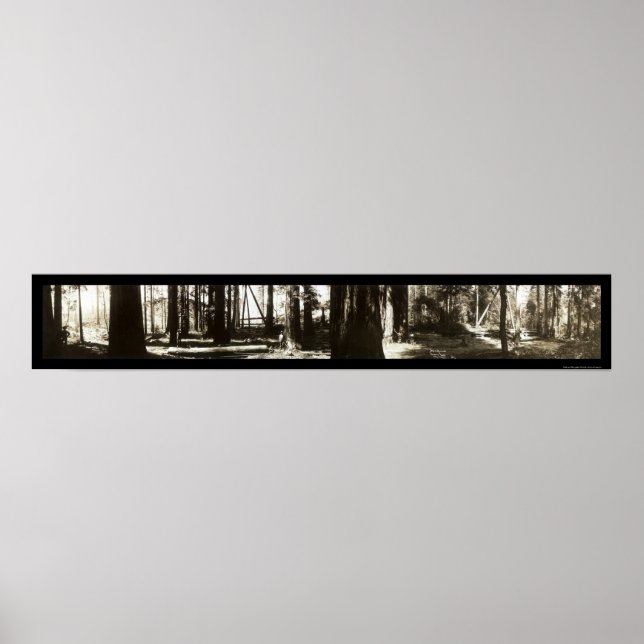 Mendocino, CA Redwoods Lumberjacks Foto 1911. Poster (Vorne)