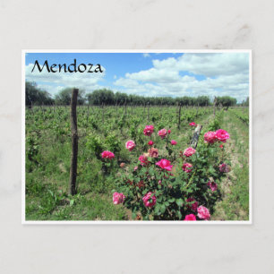 Mendoza Rose Postkarte