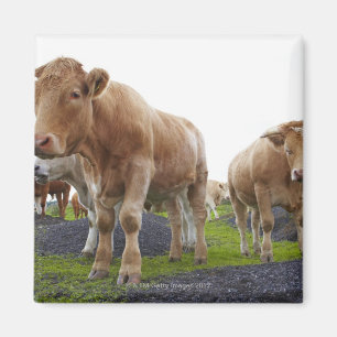 Menge der jungen weißen Kühe auf dem Magnet