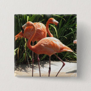 Menge des Flamingo-quadratischen Buttons
