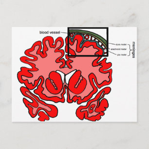 Meninges Postkarte