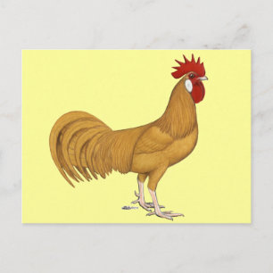 Menorca: Buff Rooster Postkarte