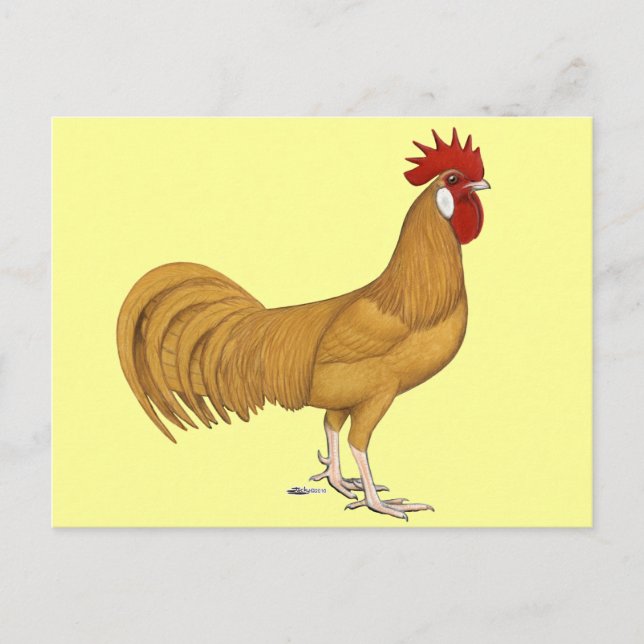 Menorca:  Buff Rooster Postkarte (Vorderseite)