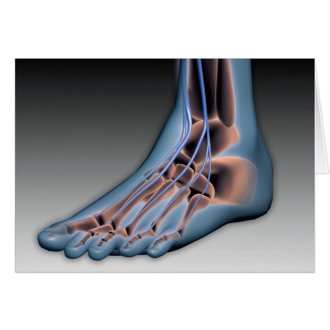 Menschenfett mit Nervensystem 1 (Vorderseite (Horizontal))