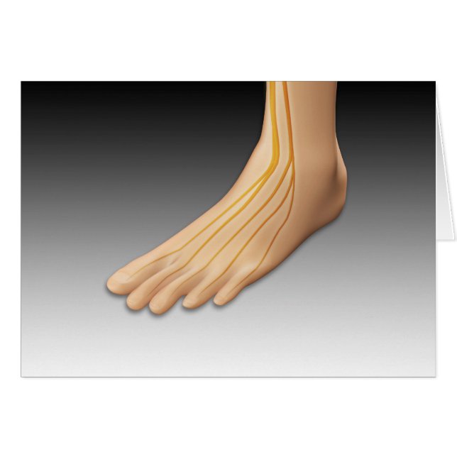 Menschenfett mit Nervensystem 2 (Vorderseite (Horizontal))