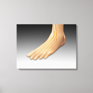 Menschenfett mit Nervensystem 2 Leinwanddruck