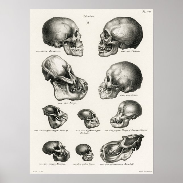 Menschliche Affen- und Affenschädel Poster (Vorne)