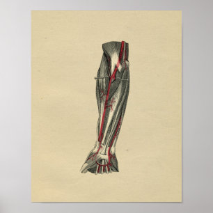 Menschliche Anatomie des Arms 1902 Vintage-Druck Poster