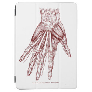 Menschliche Anatomie-Hand Muscles Rot iPad Air Hülle