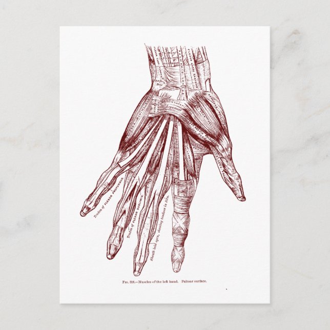 Menschliche Anatomie-Hand Muscles Rot Postkarte (Vorderseite)