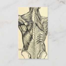 Menschliche Anatomie-Kunst-Rückenmuskel (circa Visitenkarte