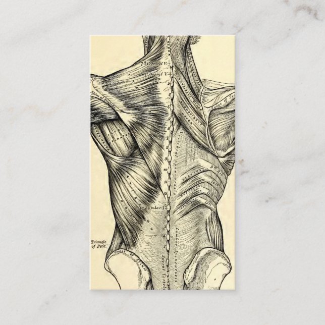 Menschliche Anatomie-Kunst-Rückenmuskel (circa Visitenkarte (Vorderseite)