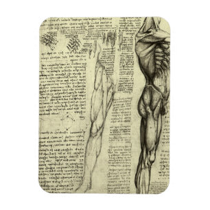 Menschliche Anatomie Männliche Muskeln von Leonard Magnet