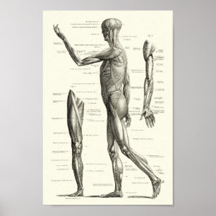 Menschliche Anatomie, Muskeln des menschlichen Poster