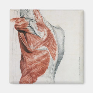 Menschliche Anatomie; Muskeln des Torsos und der Magnet