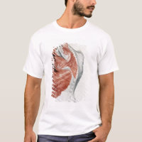Menschliche Anatomie; Muskeln des Torsos und der