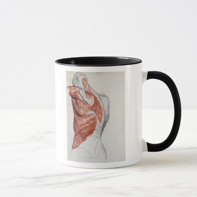 Menschliche Anatomie; Muskeln des Torsos und der Tasse (Rechts)