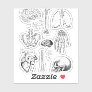Menschliche Anatomie Vintage-Medizinillustration-S Aufkleber