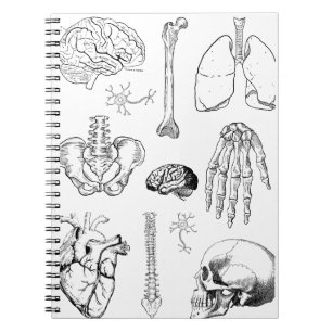 Menschliche Anatomie Vintage-Medizinillustration-S Notizblock