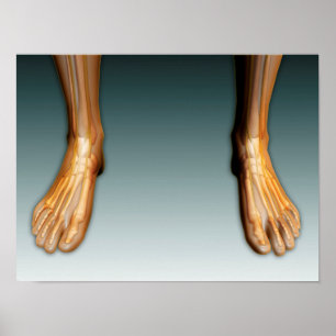 Menschliche Beine und Füße mit Nervensystem Poster
