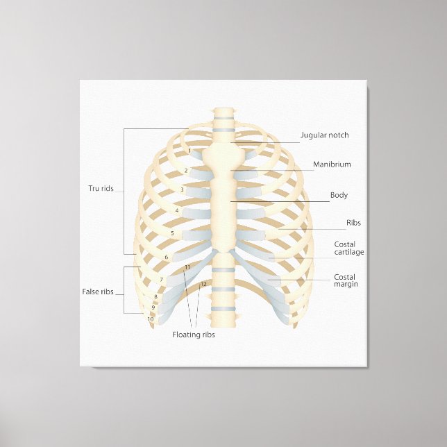 Menschliche Brust Anatomie Leinwanddruck (Vorderseite)