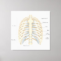 Menschliche Brust Anatomie
