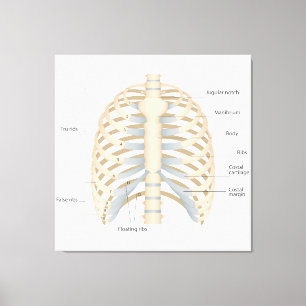 Menschliche Brust Anatomie Leinwanddruck