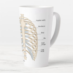 Menschliche Brust Anatomie Milchtasse