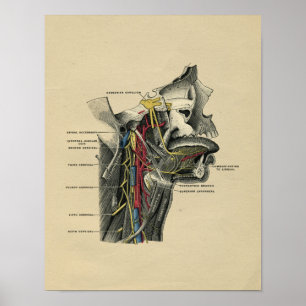 Menschliche Hals-Anatomie 1902 Vintager Druck Poster