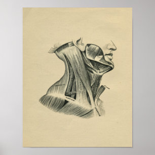 Menschliche Hals-Anatomie 1902 Vintager Druck Poster
