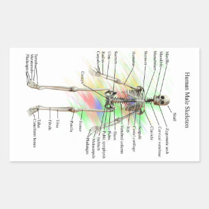 Menschliche männliche Skeleton Aufkleber