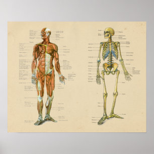 Menschliche Muskel Skelett Anatomie Vintage-Diagra Poster