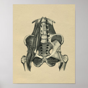 Menschliche Muskelanatomie 1902 Vintage-Druck Poster