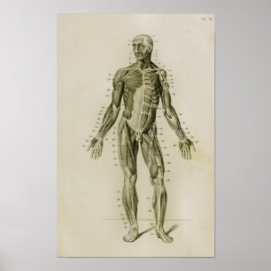 Menschliche Muskeln Vorderansicht Vintage Anatomie Poster