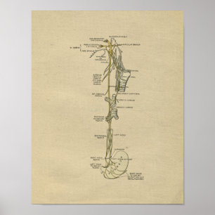 Menschliche Nervenanatomie 1902 Vintage-Druck Poster