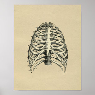 Menschliche Rippenkäfig Anatomie 1902 Vintage Druc Poster