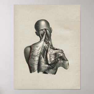 Menschliche Schulteranatomie Vintage-Druck Poster