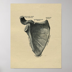 Menschliche Schulterblatt-Anatomie 1902 Vintage-Dr Poster
