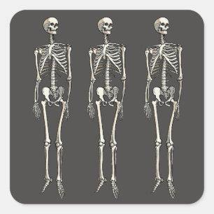 Menschliche Skelettanatomie Pop-Art-Comic-Zeichnun Quadratischer Aufkleber