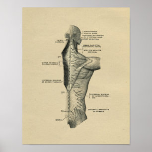 Menschliche Spinalnerven Anatomie 1902 Vintage-Dru Poster