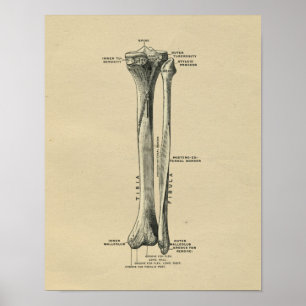 Menschliche Tibia-Anatomie 1902 Vintage-Druck Poster