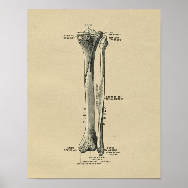 Menschliche Tibia-Anatomie 1902 Vintage-Druck Poster (Vorne)