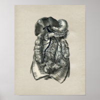 Menschliche Venen Körper Anatomie Vintage-Druck
