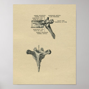 Menschliche Wirbelsäulenanatomie 1902 Vintage-Druc Poster