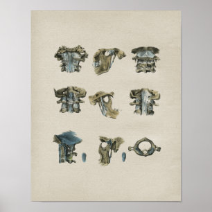 Menschliche zervikale Dorn-Anatomie-Vintager Druck Poster