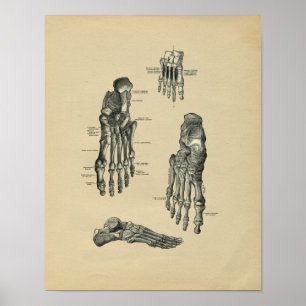 Menschlicher Fuß-Anatomie 1902 Vintager Druck Poster