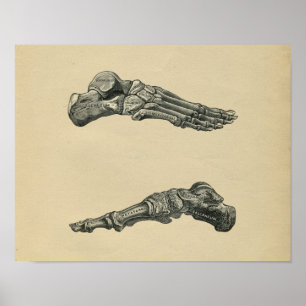 Menschlicher Fuß-Anatomie 1902 Vintager Druck Poster