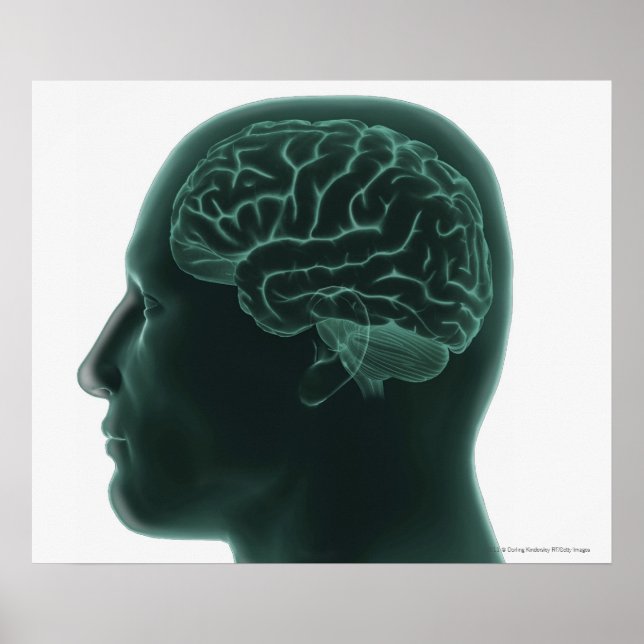 Menschlicher Kopf im Profil, der das Gehirn zeigt Poster (Vorne)
